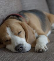 What dog breeds are good for small homes and flats?