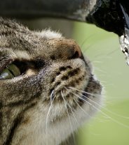 Can cats have hydrotherapy?