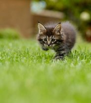 When can kittens go outside?