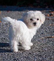 How to stop puppies from eating their own sick