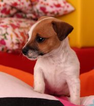 How can I puppy proof my home?