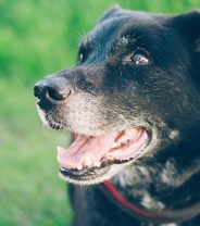Can I get pet insurance for an old dog?