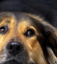 What are the signs your dog has worms?