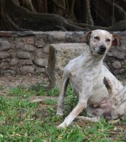 What is allergic skin disease in dogs?