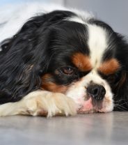 My dog is acting drunk, what’s wrong?