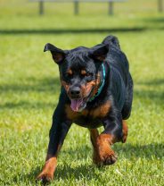 Does my puppy have wobbler syndrome?