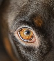 Conjunctivitis in dogs: what are the signs and how is it treated?