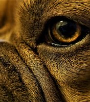 What happens when a vet removes an eye from a dog?