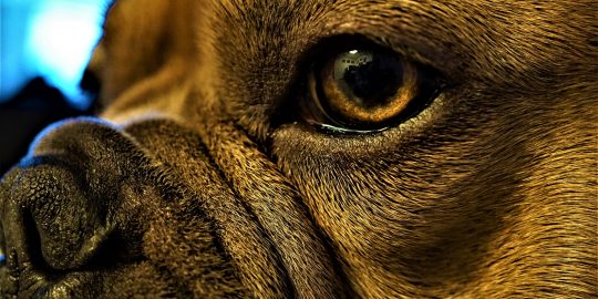 Dog's eye