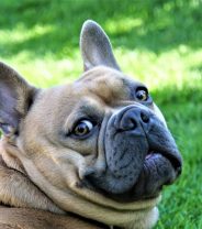 My dog has been stung by a bee or wasp, what should I do?