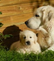 Can dogs get herpes and what are the symptoms?