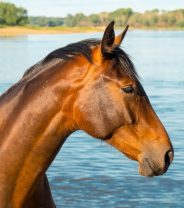 Gas gangrene in horses - what is it, and what can you do?