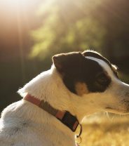 Jack Russells don’t break – fact or fiction? 