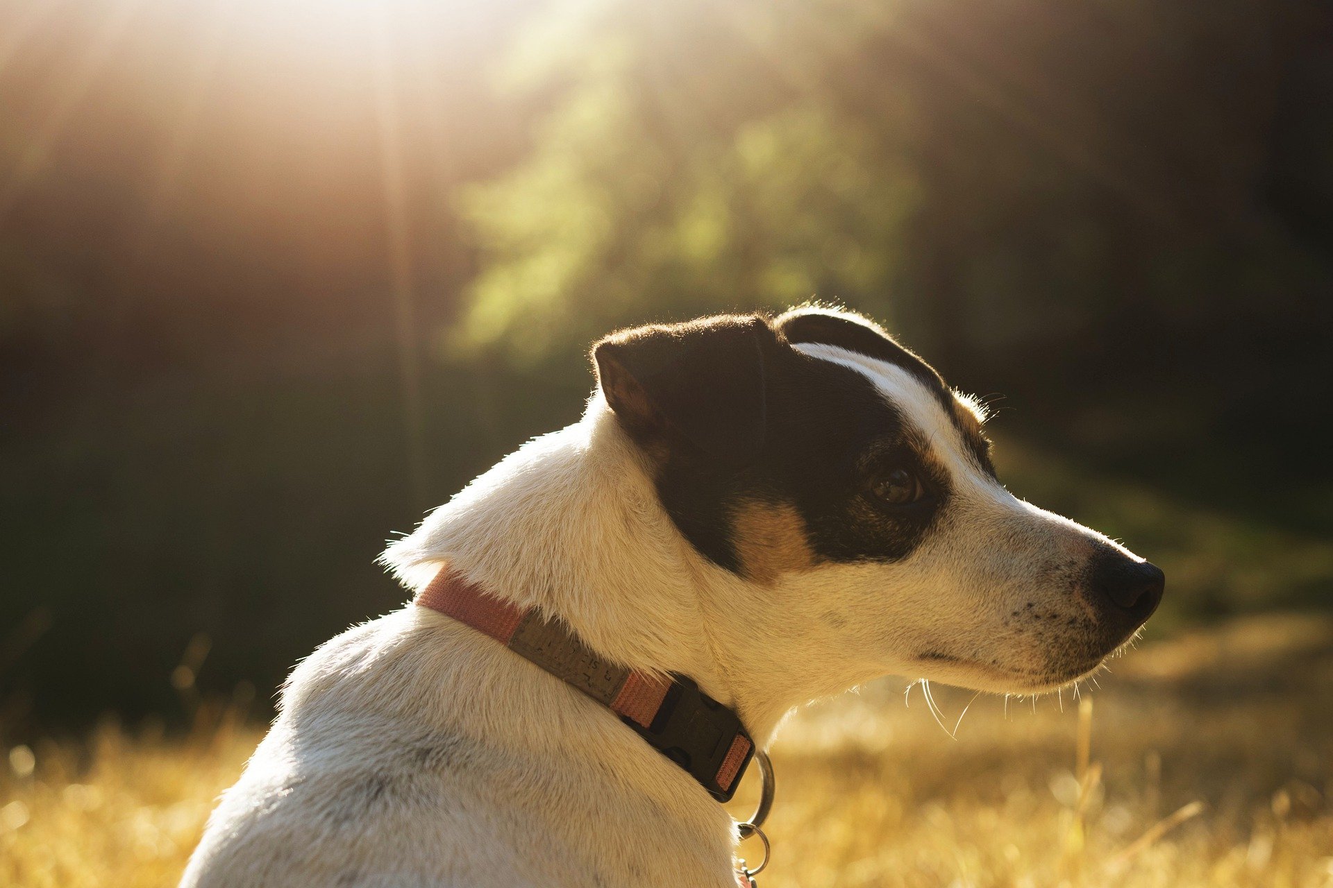 Jack Russel terrier