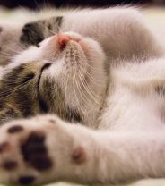 How much should I feed my kitten?