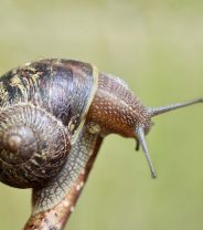 My puppy has eaten a slug/snail, what should I do?