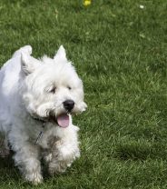 What dog breeds are good for older owners?