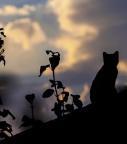 Can I get pet insurance for an older cat?