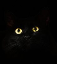 The Cats with Blood in Their Eyes