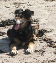 Are Crossbreeds Healthier than Purebred Dogs?