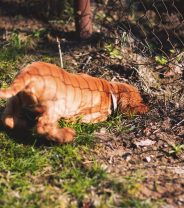 How Can I Puppy Proof My Garden?