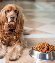 What food should I give to my puppy?