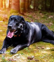 How can you tell if your dog is too hot?