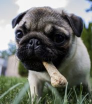 How much should dogs eat?