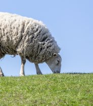 Blowfly Strike in Sheep