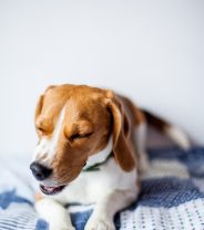 Lungworm - what's the risk to your dog?