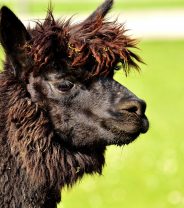 Geronimo the alpaca: bTB or not bTB?