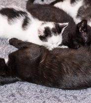 When can kittens start eating solid food?