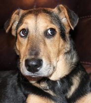 What behavioural problems can rescue dogs have?