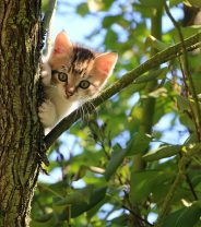 How to care for a 12 week old kitten