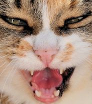 Do I Need Liability Insurance for my Cat?