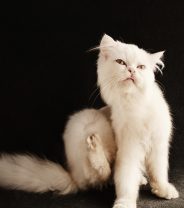 5 reasons why fleas and ticks are a big deal for your cat