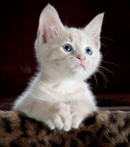 Raising a Kitten – The First Steps
