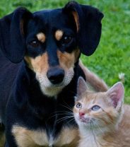 What is a vet pet health plan?