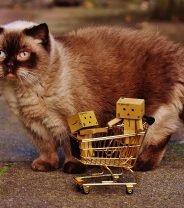 Flea and worm subscriptions for cats, are they worth it?