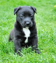 Why is my puppy’s stomach gurgling?