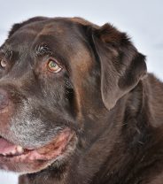 5 tips for feeding an older dog