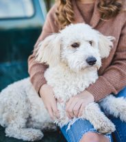 Can I Catch Diseases From My Dog?