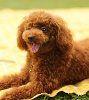 What's the Best Dog Breed for People with Allergies?