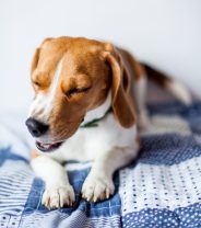 Do Dogs Get Hay Fever and What Are The Signs?