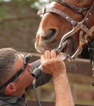 Why does my horse need a dental every year?
