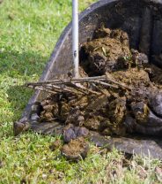 Worm Egg Counts in horses - are they worth it?