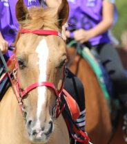 What to do if my horse gets 