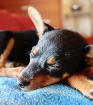 My puppy keeps scratching its ears, what is the problem?