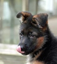 How can I make sure my new puppy doesn't get bloat or a torsion?
