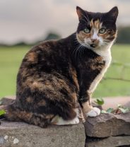 Do cats really get arthritis?